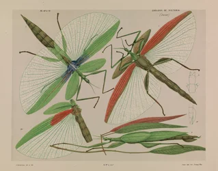 Phasme à épaules rouges, Tropidoderus rhodomus